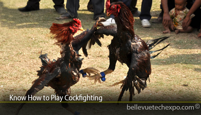 Know How to Play Cockfighting